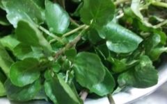 Como Plantar Agrião d’água – Dicas de Cultivo, Cuidados e Vitaminas do Agrião – Contra indicações