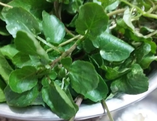 Como Plantar Agrião d’água – Dicas de Cultivo, Cuidados e Vitaminas do Agrião – Contra indicações