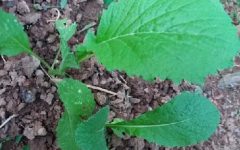Como Plantar Mostarda com Semente e com Muda – Dicas de Cultivo de Mostarda em Vaso e Horta