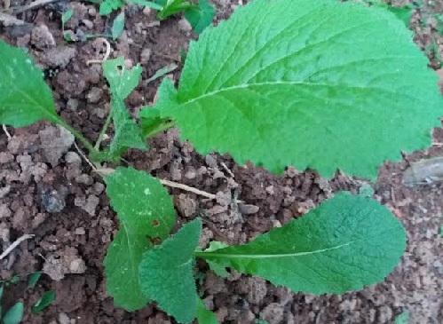 Como Plantar Mostarda com Semente e com Muda – Dicas de Cultivo de Mostarda em Vaso e Horta