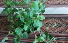 Como Plantar Orégano – Dicas de Cultivo e Nutrientes da Erva e Contra Indicações