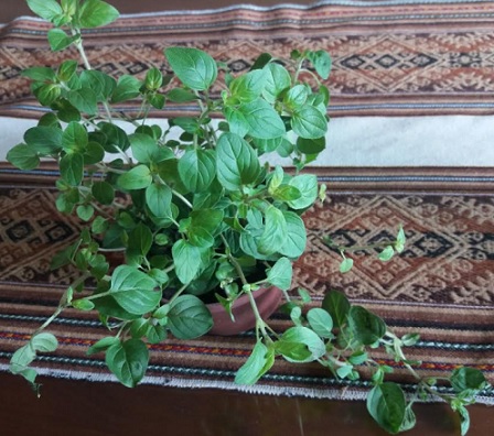 Como Plantar Orégano – Dicas de Cultivo e Nutrientes da Erva e Contra Indicações