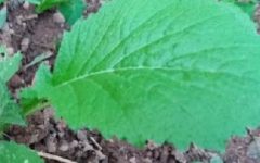 Mostarda Refogada – Como Fazer e Informações Nutricionais da Verdura