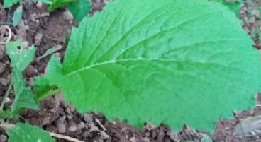 Mostarda Refogada – Como Fazer e Informações Nutricionais da Verdura