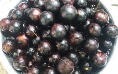Benefícios da Jabuticaba – Informações sobre Vitaminas e Nutrientes da Jabuticaba, Contra Indicações