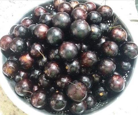 Benefícios da Jabuticaba – Informações sobre Vitaminas e Nutrientes da Jabuticaba, Contra Indicações