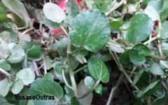 Lesmas e Caracóis na Horta – Como Controlar o Ataque de Pragas em Jardins e Canteiros