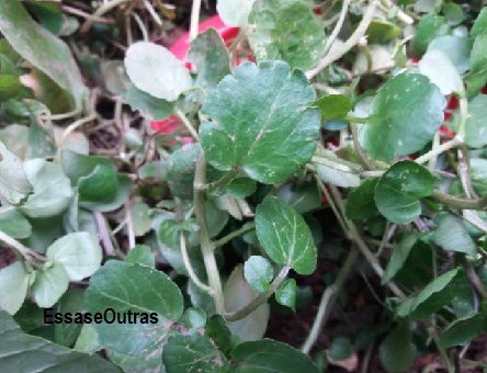 Lesmas e Caracóis na Horta – Como Controlar o Ataque de Pragas em Jardins e Canteiros
