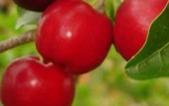 Como Plantar Acerola por Sementes ou Estacas – Dicas para Adubar, Regar, Podar, Terra Ideal e Frutificação
