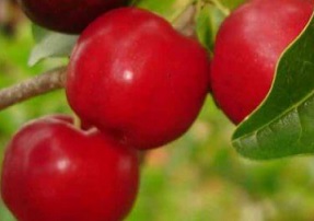 como-plantar-acerola-em-vaso-pomar-canteiro-jardim