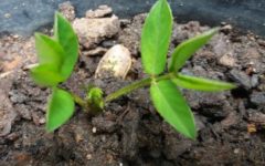 Como Plantar Amendoim em Vaso – Dicas de Cultivo, Rega, Como Semear, Adubo e Pragas