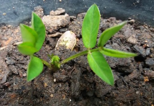 Como Plantar Amendoim em Vaso – Dicas de Cultivo, Rega, Como Semear, Adubo e Pragas