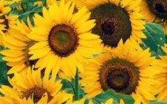 Como Plantar Girassol – Dicas para Cultivar Flores Comestíveis e Benefícios para a Saúde