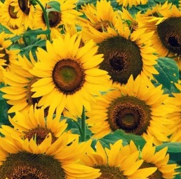 Como Plantar Girassol – Dicas para Cultivar Flores Comestíveis e Benefícios para a Saúde
