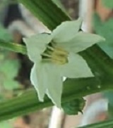 como-plantar-pimentão-flor-de-pimentão