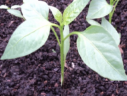 como-plantar-pimentão-dicas-de-cultivo-