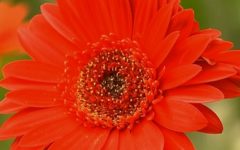 Como Plantar Margarida – Dicas de Cultivo, Tipos de Margarida, Rega, Poda e Adubação