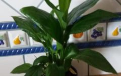 Cuidados com o Mini Lírio da Paz – Como Plantar, Fazer Mudas e Manter o Lírio da Paz Florido