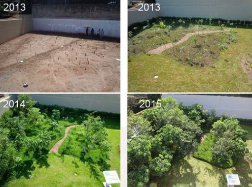 transformação-de-uma-área-pela-floresta-de-bolso