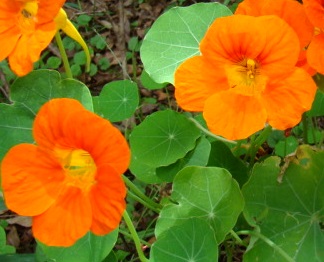 como-plantar-capuchinha plantar-capuchinha-flor-comestível