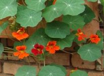 Como Plantar Capuchinha – Dicas de Cultivo de Flor Comestível em Vaso ou Horta