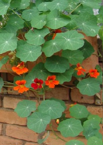 Como Plantar Capuchinha – Dicas de Cultivo de Flor Comestível em Vaso ou Horta