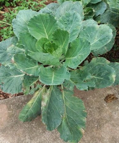 Doença da Couve Folha de Couve com Bordas Amareladas ou Queimadas – Podridão Negra nas Brássicas