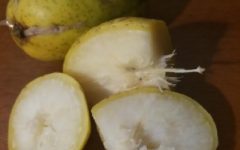 Vitaminas do Cajá Manga – Benefícios e Nutrientes do Cajá – Dicas para Retirar Polpa do Cajá e Sucos