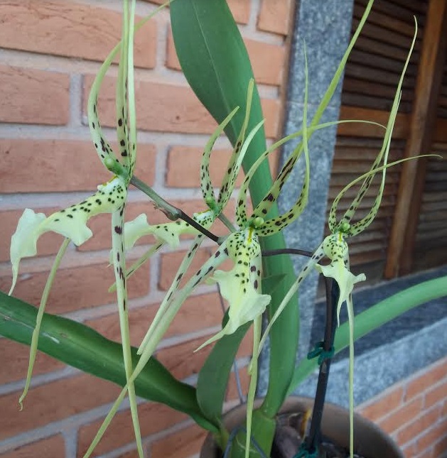 orquídea-aranha-brassia-rex- como-plantar-orquídea-aranha-