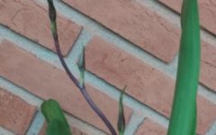 Orquídea Aranha – Como Cultivar Brassia Rex – Foto, Como Plantar, Regar e Adubar