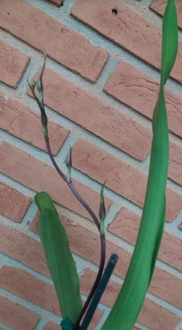 Orquídea Aranha – Como Cultivar Brassia Rex – Foto, Como Plantar, Regar e Adubar