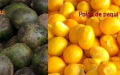 Óleo de Pequi – Benefícios do Óleo e da Fruta, Nutrientes e Uso das Folhas do Pequi, Castanha e Polpa