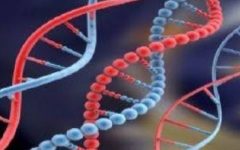 Farmacogenética – Exame para Indicação do Remédio Certo para Depressão, Como é Feito o Teste Genético