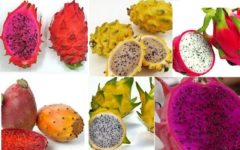 Vitaminas da Pitaya – Nutrientes e Benefícios da Fruta de Cacto a Fruta da Beleza