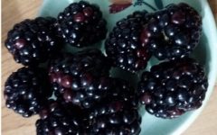 Calorias das Frutas, Nutrientes e Benefícios – Dicas de Frutas com Baixa Caloria Indicadas em Dietas para Emagrecer