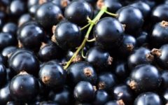 Groselha Preta – Nutrientes, Vitaminas e Benefícios da Groselha Negra para Beleza