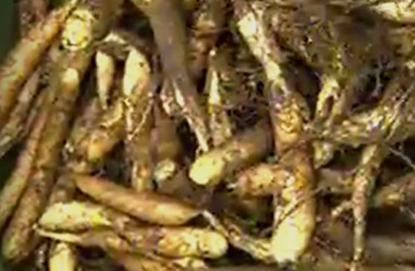 plantas-alimentícias-não-convencionais-pancs- pancs-araruta-foto-da-raiz-