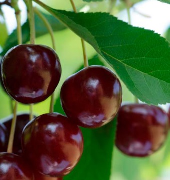 vitaminas-benefícios-da-cereja-doce benefícios-da-cereja-doce-nutrientes-vitaminas