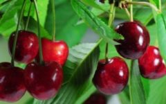 Benefícios da Cereja – Vitaminas da Fruta Vermelha – Informações Nutricionais da Cereja