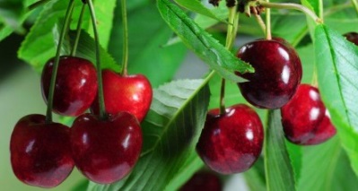 Benefícios da Cereja – Vitaminas da Fruta Vermelha – Informações Nutricionais da Cereja