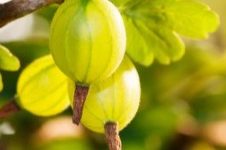 Como Plantar Groselha Verde Europeia – Diferença da Groselha Verde Indiana e Europeia