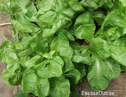 alimentos-da-dieta-cardioprotetora- dieta-cardioprotetora-o-que-comer-