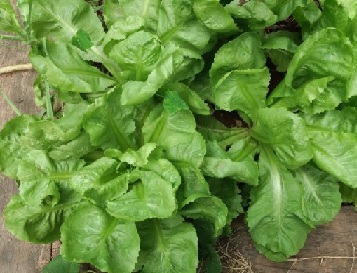 dieta-nórdica-vegetais-verdes