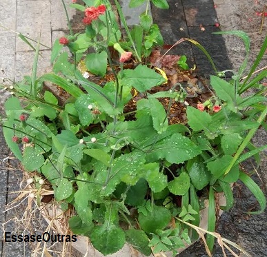 foto-da-falsa-serralha-pancs serralhinha-pancs-nutrientes-