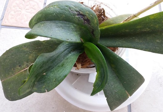 folhas-de-orquídeas-com-ácaros-e-fungos-
