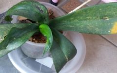 Folhas de Orquídeas com Lesões e Enrugadas – Como Tratar Ácaros e Fungos em Orquídeas Phalaenopsis