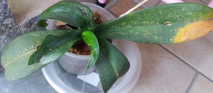 Folhas de Orquídeas com Lesões e Enrugadas – Como Tratar Ácaros e Fungos em Orquídeas Phalaenopsis