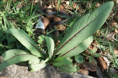 nutrientes-e-foto-de-pancs-almeirão-roxo- foto-de-pancs-almeirão-roxo-