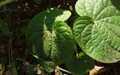 O Que São PANCS – Nome e Fotos de Algumas Plantas Alimentícias Não Convencionais