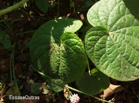 O Que São PANCS – Nome e Fotos de Algumas Plantas Alimentícias Não Convencionais